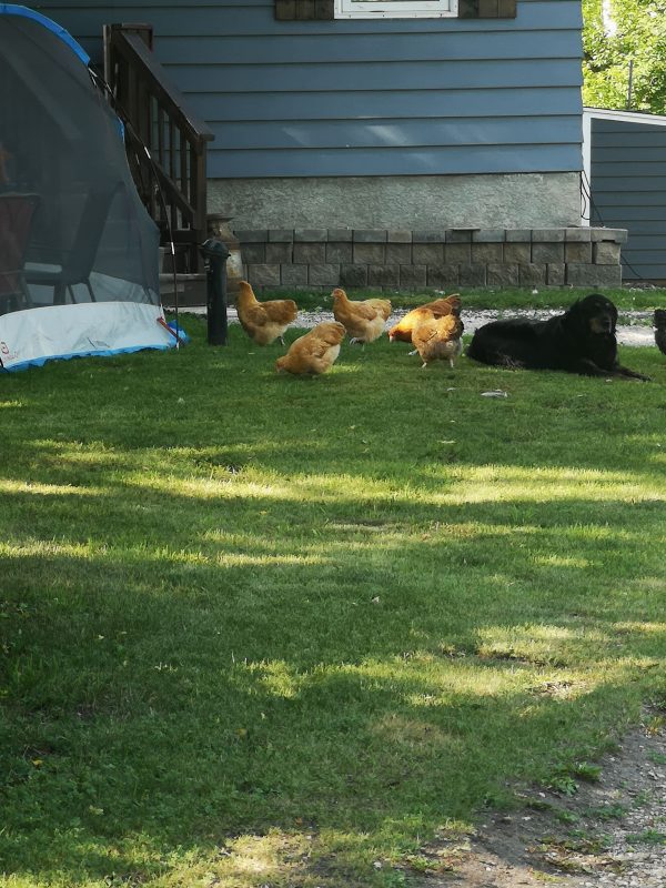 Rebuilding Stability-A Home Saved: Join Our Journey