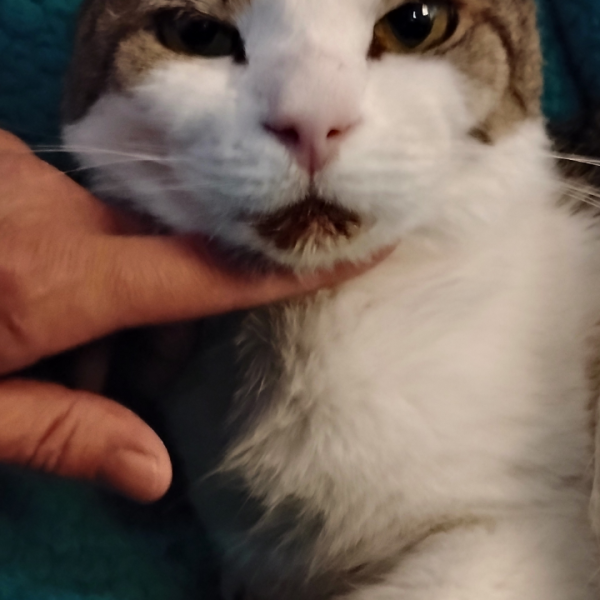 EMERGENCY Veterinarian Bill Help 1 J.J. and his bleeding mouth from his teeth breaking.